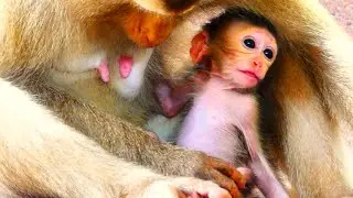Heartwarming Moment: Cute Baby Monkey’s Sweet Reaction to Her Beloved Mother