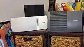 Bose v 100 vs bose 161