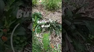 Native Flower Garden  #nativeplants #sustainablelandscaping #nativegardens #garden #landscapedesign
