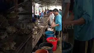 Traditional Asian Wet Market | Daily Life of Local Vendors and Unique Frog Trade