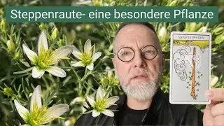 Steppenraute- eine besondere Pflanze