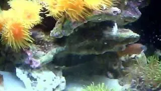 Liopropoma Swalesi