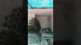 pecoak