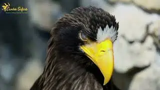 Top Things to Do in Katavi National Park | Wildlife Safari Adventures | Exodus Safaris Guide
