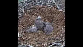 Viewer Discretion Advised RIP SweetLittle Baby DH16 Dale Hollow Eagle