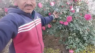 Gulab ka phool ATI Sundar hai