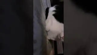 My cat lost his legs