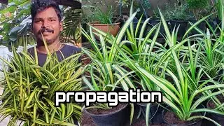 pendanus propagation