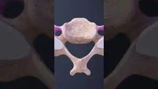 The Cervical Vertebral Body