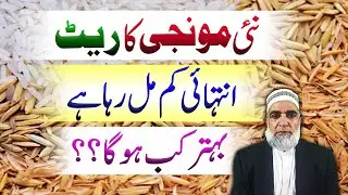 Why the Rate of Rice fallen down and when it will rise || Crop Reforemr