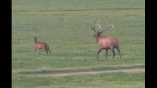 2018 Wyoming AMAZING Royal Elk, Mule Deer and Pronghorn Antelope