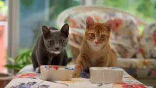 Wet Cat Food Taste Test