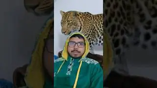 #tiger #lion #wildlife #animals #bigcat #viralvideo #ytshortsindia #shortsvideo #tigerking