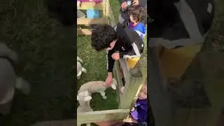 🐑SHEEP FOR KIDS🐏 Educational video for kids #kidsshorts