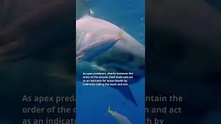 Part 3 Sharks: Misunderstood Creatures of the Ocean 🦈🌊🐟