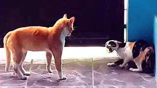 CATS VERY ANGRY FIGHT! #2 (REAL CAT FIGHT WITH SCARY MEOW!)