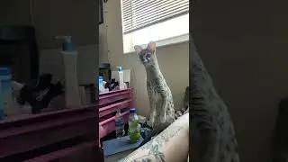 Norman is like a little meerkat! #genet #animals
