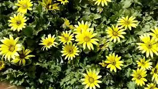 Arctotheca calendula (Capeweed)
