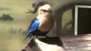 Philadelphia Zoo Blue Bellied Roller Hopping Around