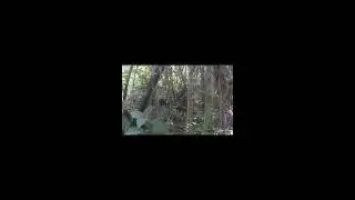 Getting Honey from a Tree: A Second of Fear! #BeeHive #BackyardBeekeeping
