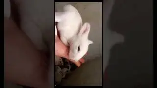 Cute Littel Bunny💖💖 #shorts #bunny#india #pakistan