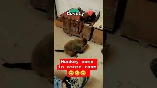 Monkey in office 😂😂😂..#monkey #animal #songs #lovely #feed #food #friendship #safe