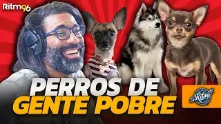El perro que tienes define tu estatus social y económico | RAZAS Y NOMBRES DE PERROS DE GENTE POBRE
