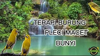 Terapi burung pleci di jamin mantap#ANKA #antariksa kicau