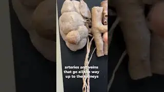 respritory system and male reproductive system #anatomy #fypage #medicalstudent #science #shorts