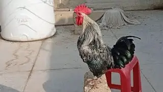 Rooster morning crowing sound 🐓🐔 #birds #roosterfarm #chicken 