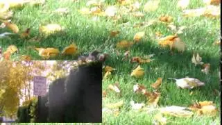 Ginger's Anthem (Music By Dave Matthews Band 