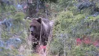 Karhu kuvaus Kuusamo 21,9,2021