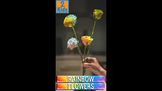 Rainbow Roses Carnation Capillary Action #shorts #Flowers #rainbow #capillaryaction