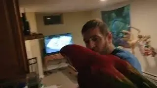 Macaw Attacks Ear