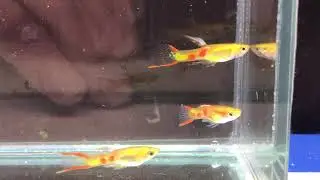 GOLDEN BLONDE ENDLERS