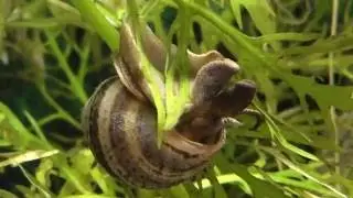 Aquarium Pianoschnecke / Algenfresser