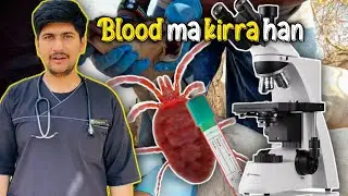 Blood Test of a Goat| Blood parasites present in blood