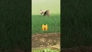 busy without work 😝 funny video 2025 #youtubeshorts #funny #dog #dogshorts #badboy #attitude #enjoy