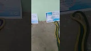 mostrando o meu certificados e minhas cordas da capoeira