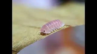 櫻花/粉鐳 Cubaris sp. 