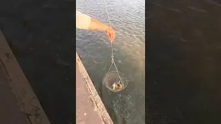 #family #fun #crab #keeper #adventure #outdoors #viral #crabbing #summer #kids