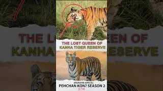 🤔Lost Queen of Kanha tiger 🐯 reserve forest