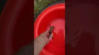 Saving a spider