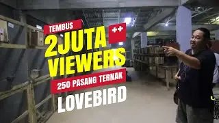 KISAH SUKSES : Ternak 250 Pasang Lovebird GACOR Milik Kurnia Bird Farm BANJARNEGARA #larismanis