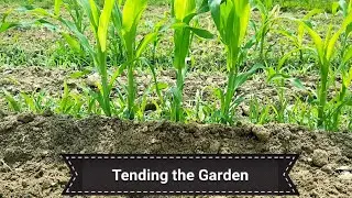 Tilling the Garden and Side Dressing Sweet Corn on the Farmall Cub
