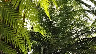 Amazon Rainforest Sounds &ndash; 1 hour of Relaxing Nature Ambience for Sleep, Study & Meditation
