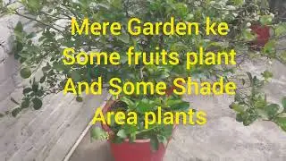 Mere garden ke Some fruit plants end Some semi shade area plants#thegreeneryhub #viralvlog#gardening