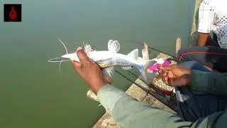 BORSHI DIYA MAS DORA | MAS DORA | FISHING | FRANKLY CITY