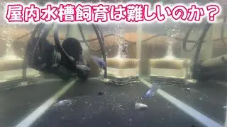 【めだか】屋内飼育を簡単にする方法？Ｂ型おやじ　2026年　1月　5日　投稿