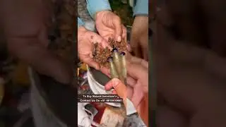 Non Treated Blue Sapphire Stone [Neelam] | Gemstone cutting Factory | Best blue sapphire #amangems